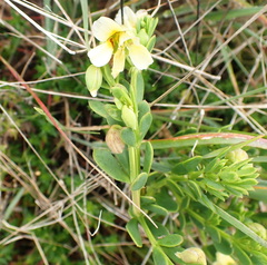 Roepera maritima
