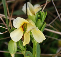 Roepera maritima