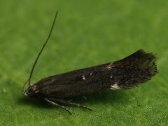 Aproaerema anthyllidella