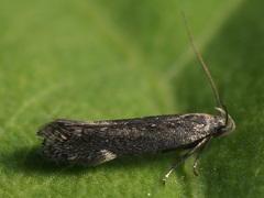 Aproaerema anthyllidella