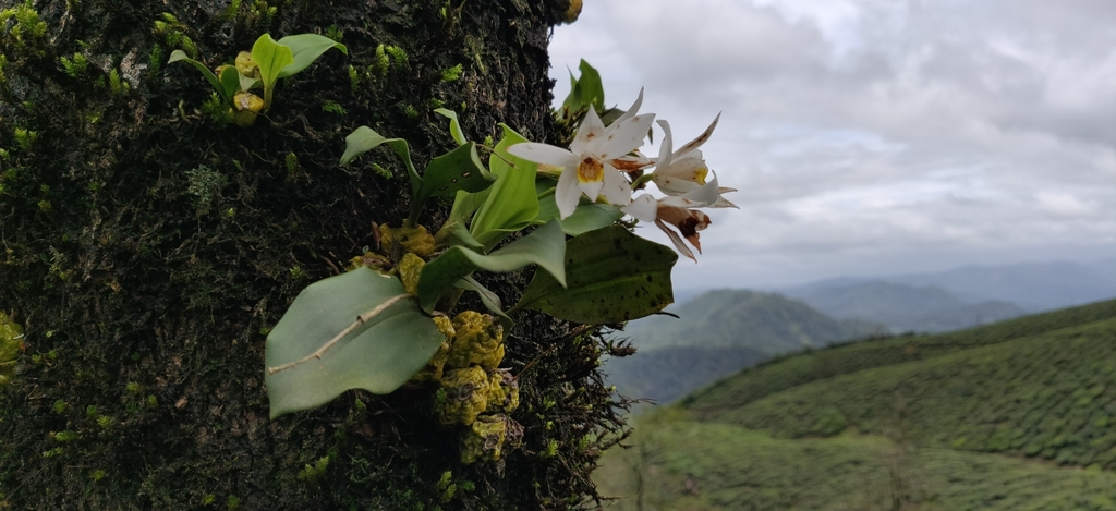 Coelogyne nervosa