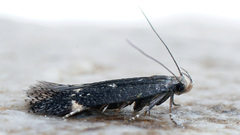 Aproaerema anthyllidella