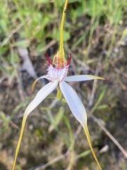 Caladenia longicauda