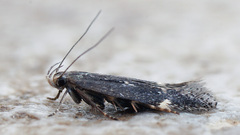 Aproaerema anthyllidella