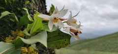 Coelogyne nervosa