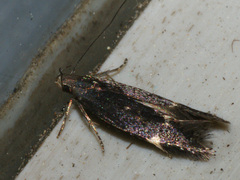 Aproaerema anthyllidella