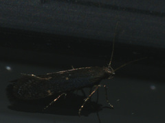 Aproaerema anthyllidella