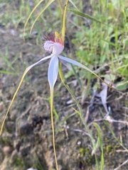 Caladenia longicauda