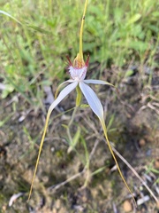 Caladenia longicauda