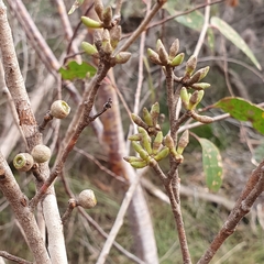 Eucalyptus capitellata