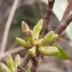 Eucalyptus capitellata