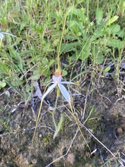 Caladenia longicauda