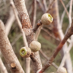 Eucalyptus capitellata