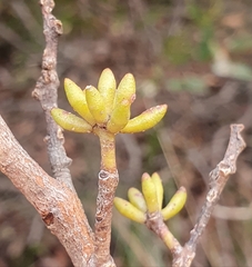 Eucalyptus capitellata