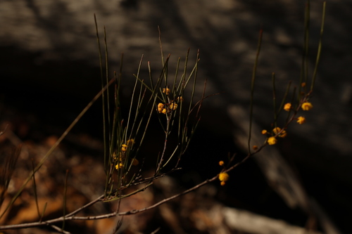 Image of Acacia juncifolia by (c) Greg Tasney, some rights reserved (CC BY-SA)