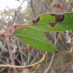 Eucalyptus capitellata
