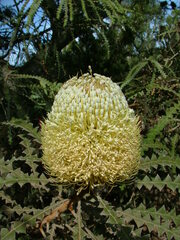 Banksia speciosa