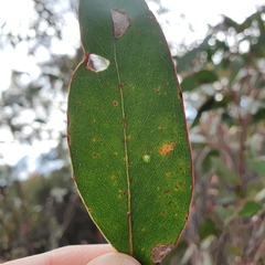 Eucalyptus capitellata
