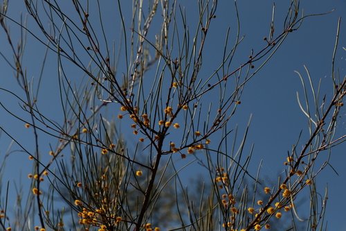 Image of Acacia juncifolia by (c) Greg Tasney, some rights reserved (CC BY-SA)