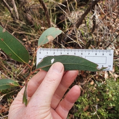 Eucalyptus capitellata