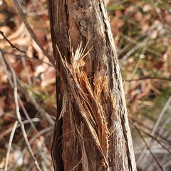 Eucalyptus capitellata