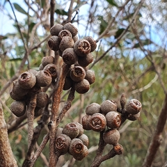 Eucalyptus capitellata
