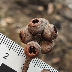 Eucalyptus capitellata