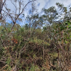 Eucalyptus capitellata
