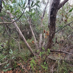 Eucalyptus capitellata