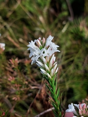 Epacris paludosa