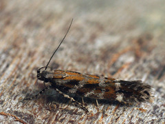 Aristotelia ericinella