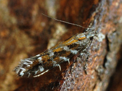 Aristotelia ericinella