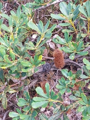 Banksia paludosa
