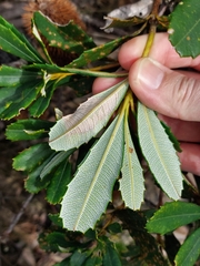 Banksia paludosa