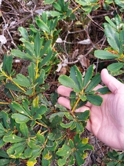 Banksia paludosa