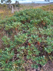 Banksia paludosa