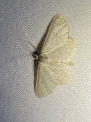 Idaea straminata