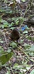 Turdus merula