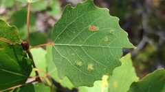 Aceria varia