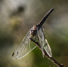 Trithemis furva