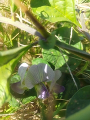 Crotalaria verrucosa