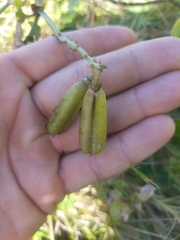 Crotalaria verrucosa