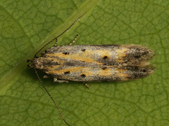 Athrips tetrapunctella