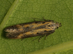 Athrips tetrapunctella