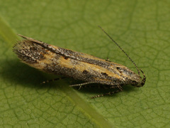 Athrips tetrapunctella