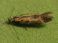 Athrips tetrapunctella