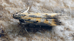 Athrips tetrapunctella