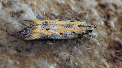 Athrips tetrapunctella