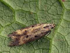 Athrips tetrapunctella