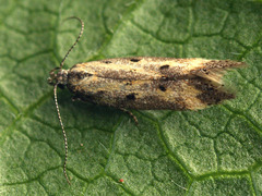 Athrips tetrapunctella